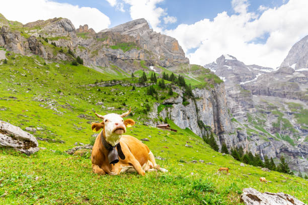 istock Cow resting on a green mountain meadow in Swiss alps 966483486