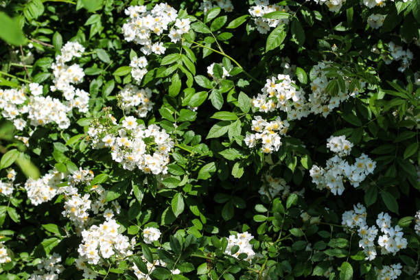 istock Flower Prunus avium, commonly called wild cherry, sweet cherry, or gean 966486344
