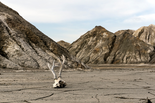 bottom of a lifeless valley in the desert mountains, covered with a crust of dried clay, with a deer skull lying in the foreground