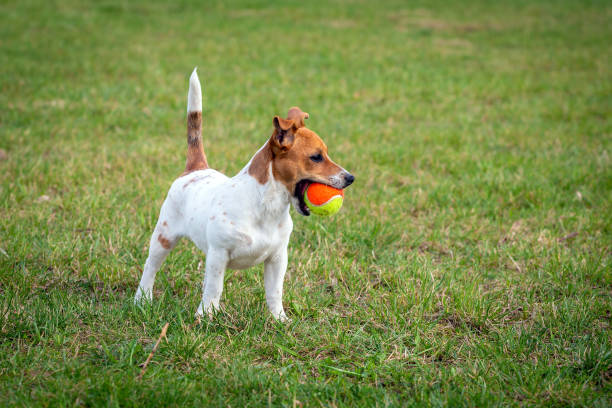 istock Young Jack Russell Terrier on the grass. 966489218