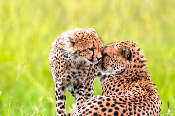 istock Mother Cheetah and its baby 966489356