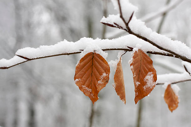 Twig with brown leaves and snow stock photo