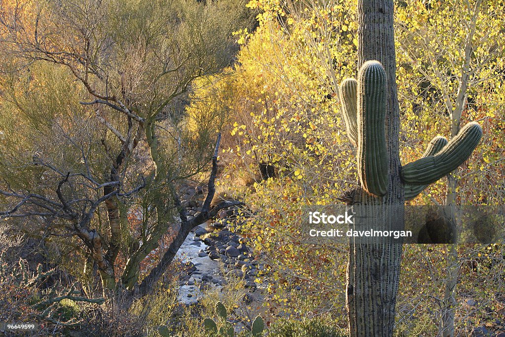 Otoño en el desierto de Sonora - Foto de stock de Arizona libre de derechos
