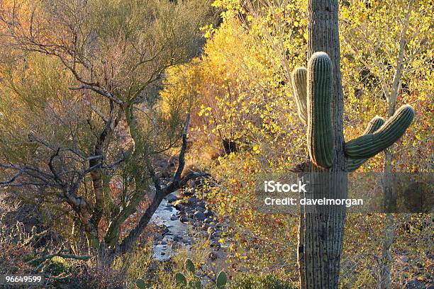 Outono No Deserto De Sonora - Fotografias de stock e mais imagens de Arizona - Arizona, Choupo do Canadá, Amarelo