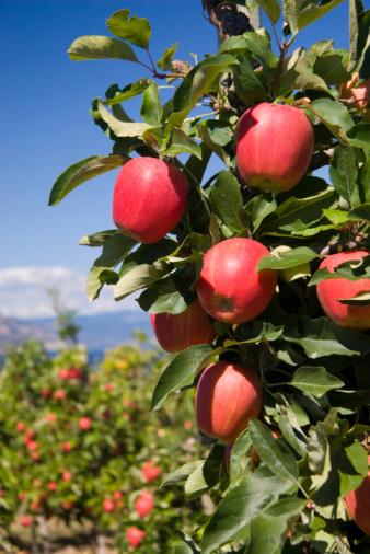 Cluster of red delicious apples on tree branch in foreground, with blue sky and mountains in background.