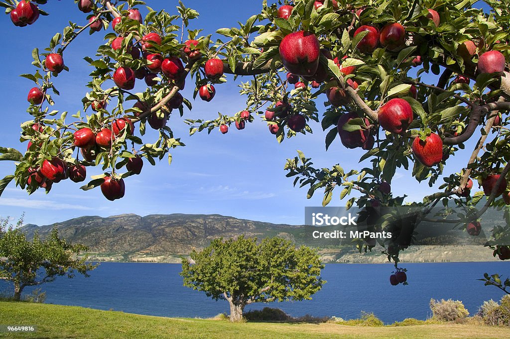 폐동맥 광택 레드 사과들, 매리타임 백그라운드에서 - 로열티 프리 사과 스톡 ��사진