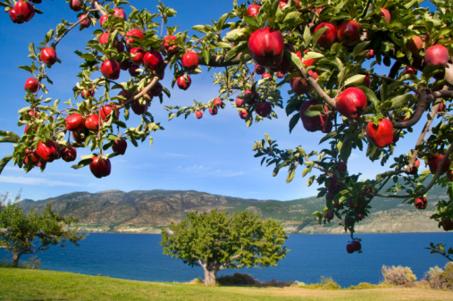 Photo of tree limb full of shiny red apples in foreground, mountain and lake scene in background with a blue sky, taken on a summer day.