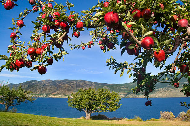 Branch of Shiny Red Apples with Lake View in Background stock photo