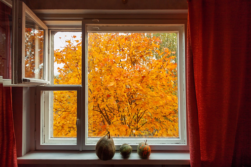 Looking through window on the autumn orange yellow tree. Three pumpkins on the wood window-sill.