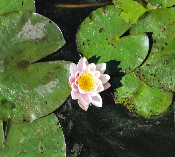 istock European white water lily (Nymphaea alba) 966498996