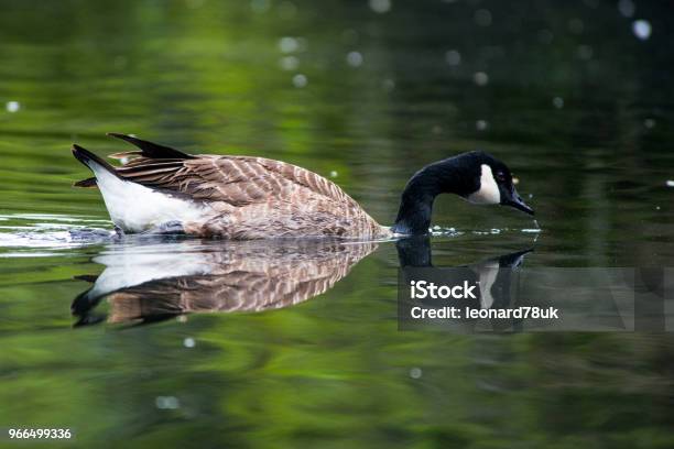 Canada Goose Stock Photo - Download Image Now - Animal, Animal Wildlife, Animals In The Wild