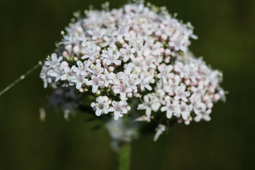 close up of Common Valerian flower