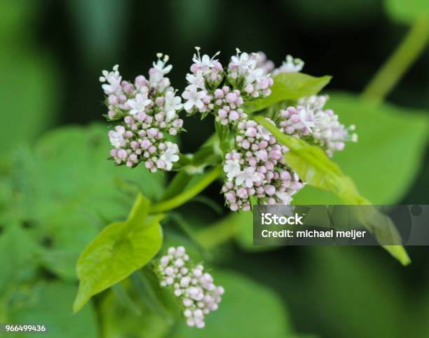 Common Valerian Flower Blooming In Spring Stock Photo - Download Image Now