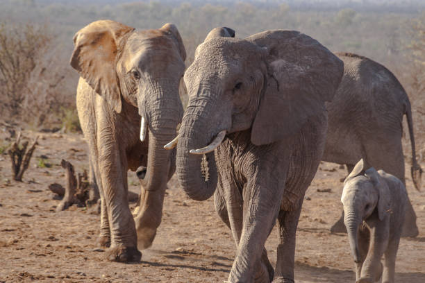 istock elephant africa madikwe 966502336