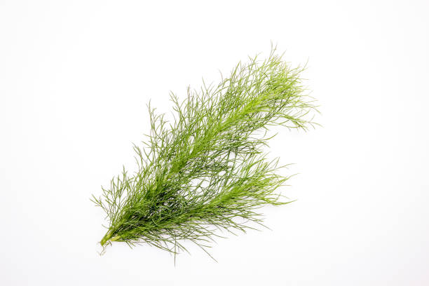 istock A Bundle of Isolated Close Up Fresh Dill on a White Background 966502354