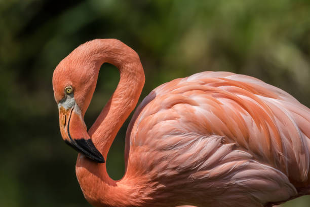 istock flamingo close-up curved head 966502388