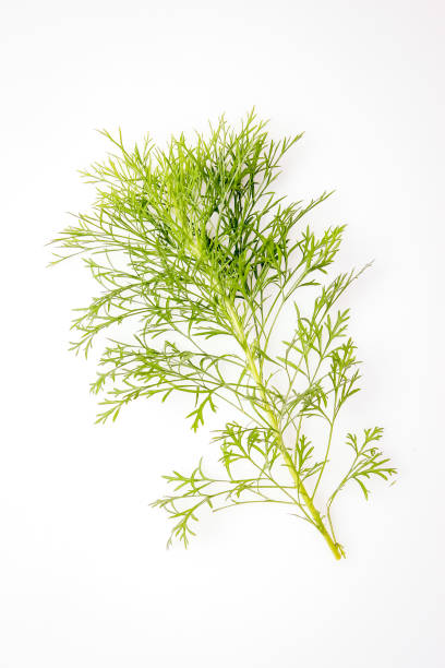 istock A Stalk of Isolated Close Up Fresh Dill on a White Background 966502436