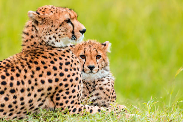 istock Mother Cheetah and its baby 966502576