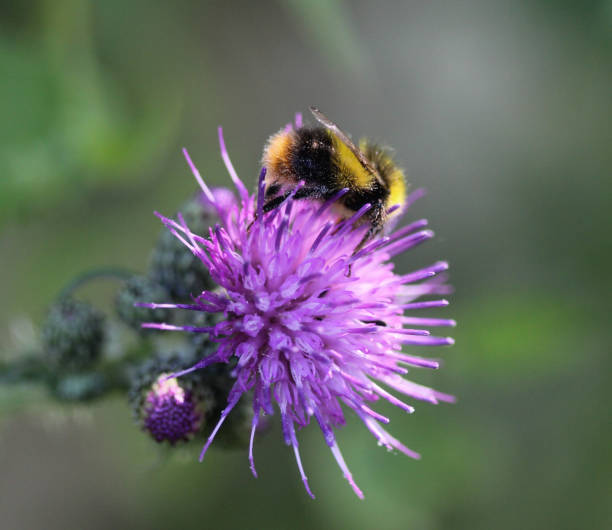 istock early bumblebee or early nesting bumblebee (Bombus pratorum) 966502590