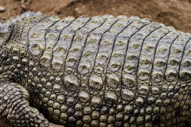 istock Crocodile skin close up texture. 966502600
