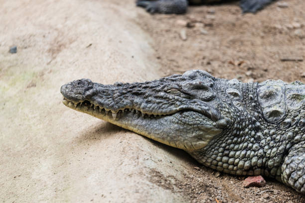 istock Crocodile close up eyes closed. 966502604