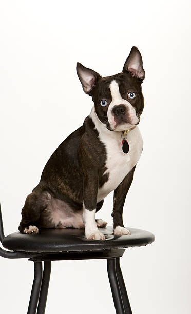 istock Toy Boston Terrior Sitting 96650315