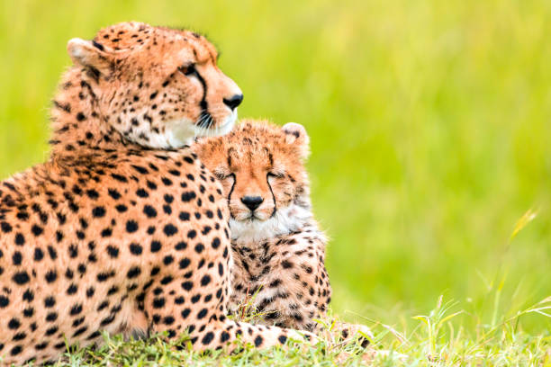istock Mother Cheetah and its baby - sleeping 966503172