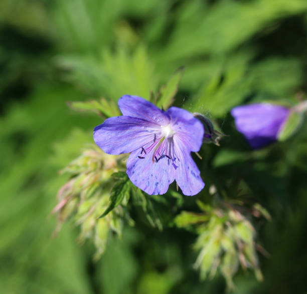 istock Geranium pratense, the meadow cranes bill or meadow geranium flower 966505768