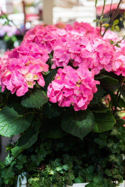istock Hydrangea Flowers in the Lace Metal Pot 966506278