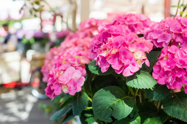 istock Hydrangea Flowers in the Lace Metal Pot 966506336