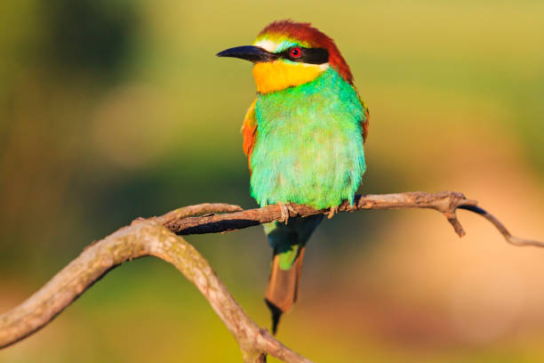 istock bee-eater on a dry branch in the spring morning 966506410