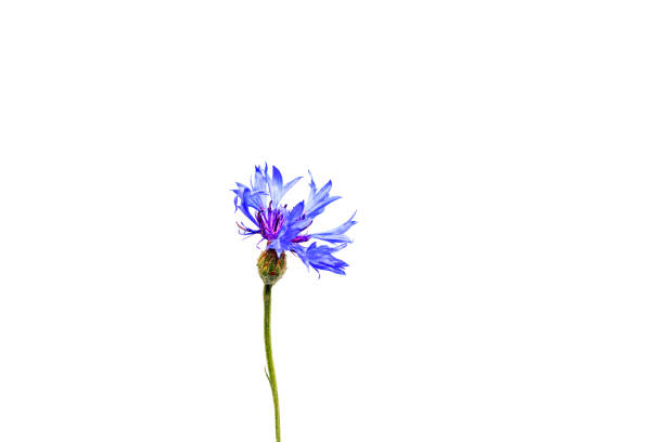 istock Field flower with blue petals isolated on white 966506434