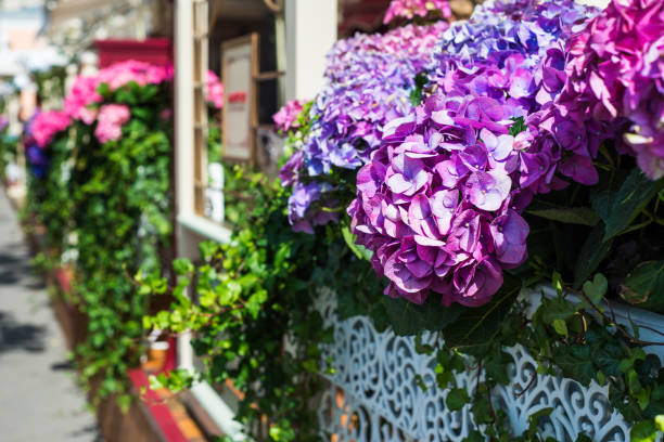 istock Hydrangea Flowers in the Lace Metal Pot 966506512
