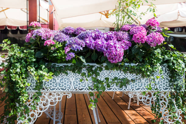 istock Hydrangea Flowers in the Lace Metal Pot 966506636