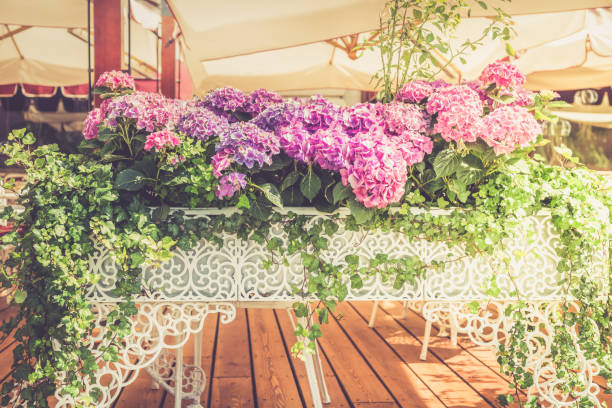 istock Hydrangea Flowers in the Lace Metal Pot 966506790