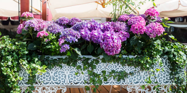 istock Hydrangea Flowers in the Lace Metal Pot 966506864