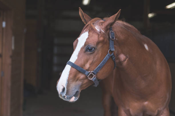 istock Portrait of a Horse 966509610