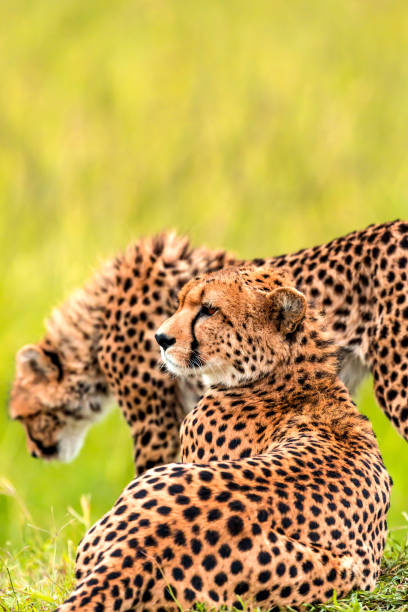 istock Mother Cheetah and its baby 966510008