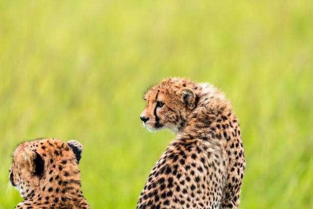 istock Mother Cheetah and its baby 966510438
