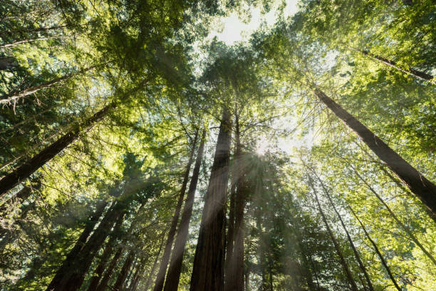 istock Northern California Redwoods 966513504