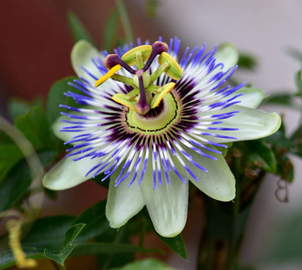 istock Beautiful passion flower in a garden 966513680