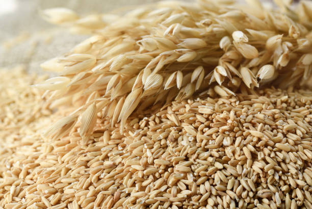 the concept of healthy eating. whole grains of oats and oat spikelets. - oat imagens e fotografias de stock