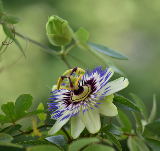istock Beautiful passion flower in a garden 966513768