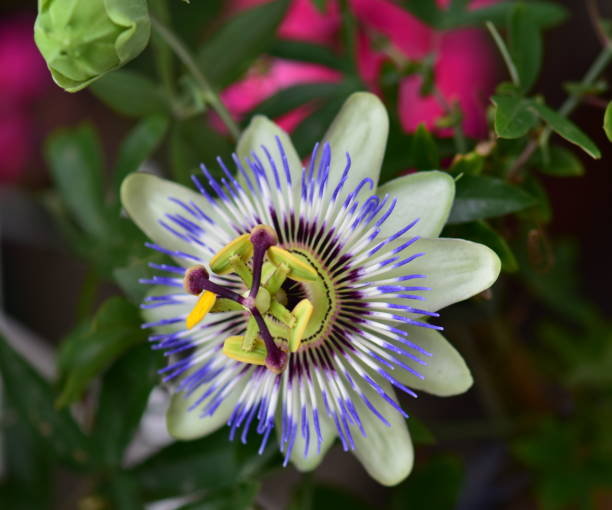istock Beautiful passion flower in a garden 966513790