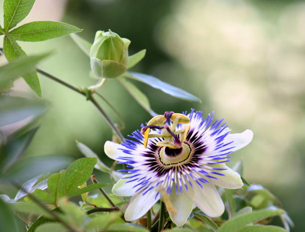 istock Beautiful passion flower in a garden 966513796