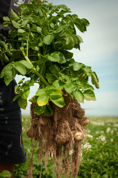 istock farmer holding potato plant 966513800