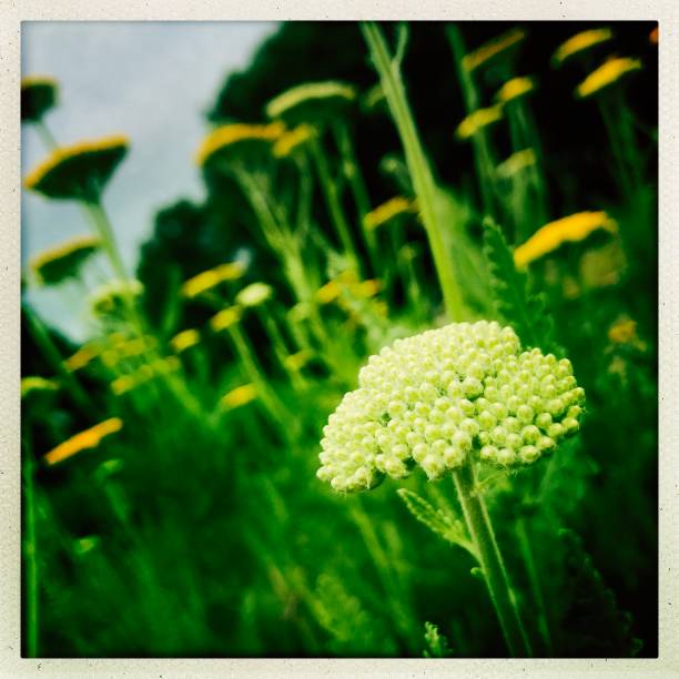 istock Yarrow in Perennial Garden 966513982