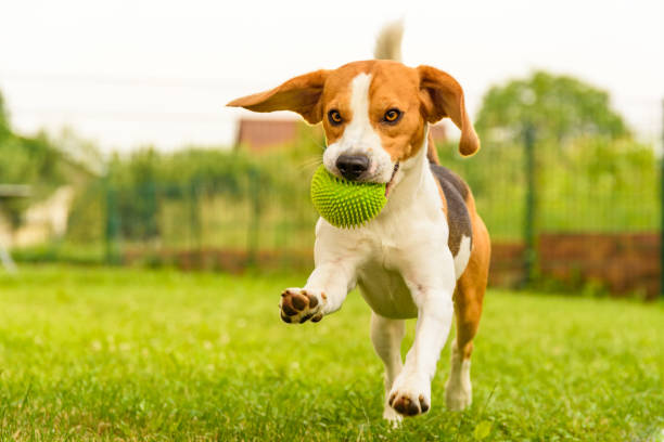 istock Dog running in a garden summer day 966516410
