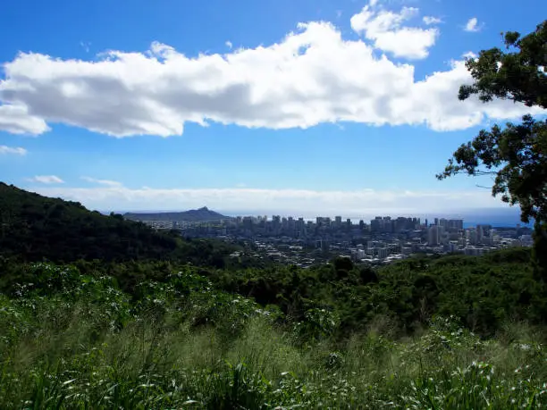 The city of Honolulu from Diamond head to Ala Moana and oceanscape visible on Oahu on a nice day at viewed from high in the mountains with tall trees in the foreground.  Seen from Round Top Drive Lookout.  January 8, 2017.