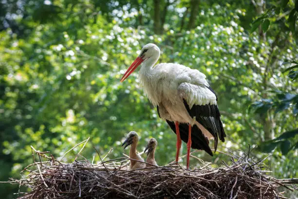 A stork stands on his nest and takes care of his chicks